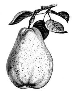 an apple is shown with leaves on the top and bottom, vintage line drawing or engraving