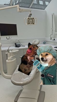 three dogs sitting in the dentist's chair with their mouths open