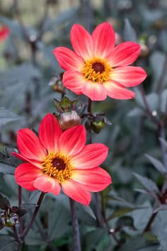 three red flowers with yellow center surrounded by green leaves and shrubbery in the background