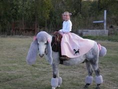 omfg Horse Costume Ideas, Costumes For Horses, Horse Halloween Costumes, Horse Halloween, Horse Costume, Funny Horse Pictures, Horse Costumes, Funny Horses, Poodle Skirt