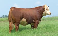 a brown and white cow standing on top of a lush green grass covered field with blue sky in the background