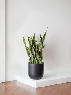 a potted plant sitting on top of a wooden floor next to a white wall