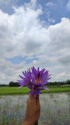 a person holding up a purple flower in front of a body of water under a cloudy blue sky