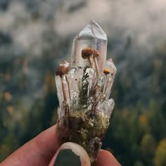 a hand holding up a piece of glass with mushrooms growing out of it and trees in the background