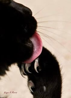 a close up of a black cat with its tongue hanging out to lick it's face