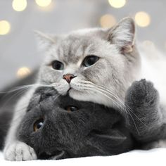 a grey cat laying on top of another gray cat