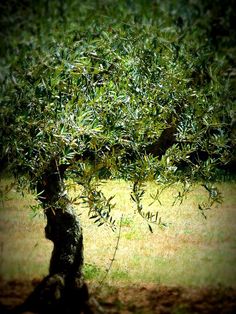 an olive tree with lots of green leaves