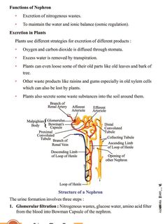 the structure of an animal's nervous system is shown in this diagram, which shows its