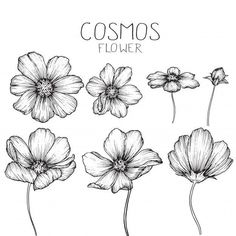 hand drawn flowers with the words cosmos flower on it in black and white