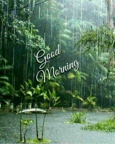 the words good morning are written in front of a forest scene with rain falling down