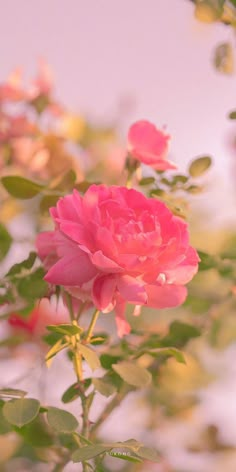 a pink rose is blooming on a branch with green leaves in the foreground