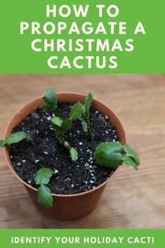 a potted plant with the words how to propagate a christmas cactus in it