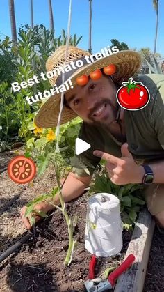 a man in a straw hat is kneeling down and pointing at a tomato plant with tomatoes on it