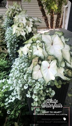 some white flowers and green plants in front of a house with the words private waterplants written on it