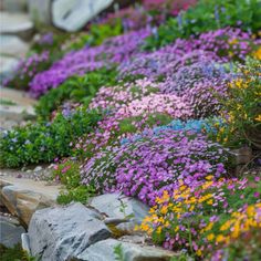 colorful flowers growing on the side of a rock garden path with large rocks and boulders in the background