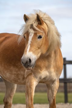 a brown horse standing on top of a dirt field