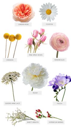 the different types of flowers are shown in this image, including pinks and white