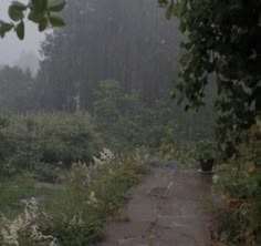 a dirt path in the middle of a forest on a foggy day