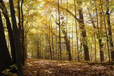 a forest filled with lots of tall trees covered in fall colored leaves and yellow foliage