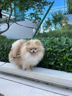 a small brown dog standing on top of a stone bench next to bushes and trees