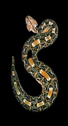 a snake that is on top of a black background