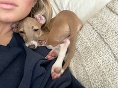 a woman laying on top of a bed next to two small brown and white dogs