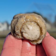 a close up of a person holding a mushroom