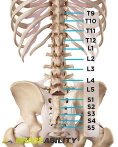 Sciatica Back Brace | Disc Unloading LSO Spinal Stenosis Back Brace Spinal Nerve, Back Brace, Sciatic Nerve Pain, Human Skeleton, Sciatica Pain