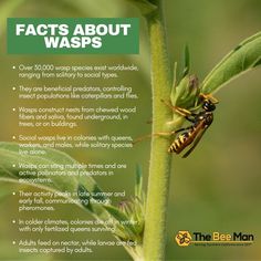 an insect on a plant with the caption'fact about wasps'written below