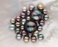 Pearl Farming, Pearl Oyster, Oyster Pearl, Black Pearls, Presents For Men, Bird Brooch, Expensive Jewelry