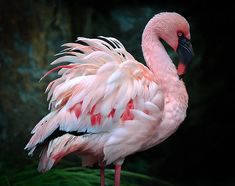 a pink flamingo standing on top of a lush green field