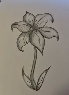 a pencil drawing of a flower on paper