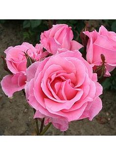 pink roses are blooming in the garden