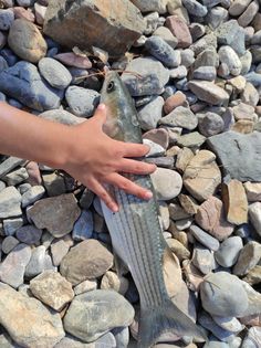 a person is holding a fish on some rocks