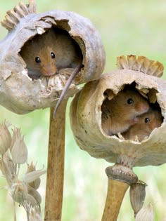 two brown mouses sitting in the middle of an open flower bud on a stalk