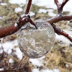 an ice covered apple hanging from a tree branch