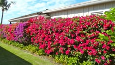 colorful flowers line the side of a house