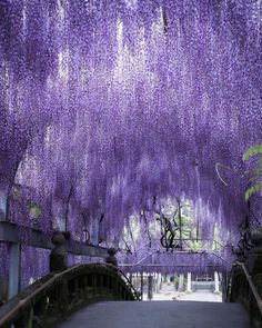 the walkway is covered with purple flowers in full bloom