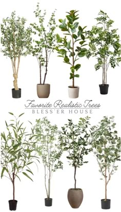 several different types of trees in pots with the words, essential realistic trees blessing house