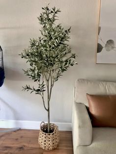 a potted olive tree in a wicker basket on a wooden floor next to a couch