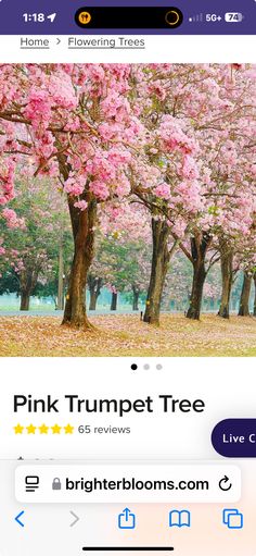 the pink trumpet tree is in bloom and it's time to get some attention