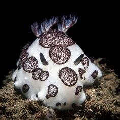 a white and brown sea slug with black spots on it's head