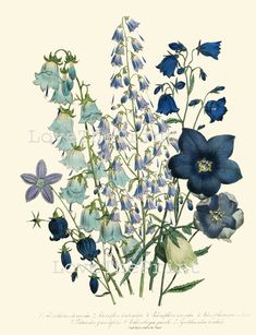 an illustration of blue and white flowers with green stems in the foreground, on a beige background