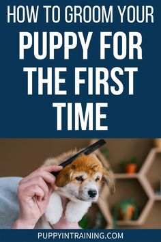 a dog grooming its head with the title how to groom your puppy for the first time