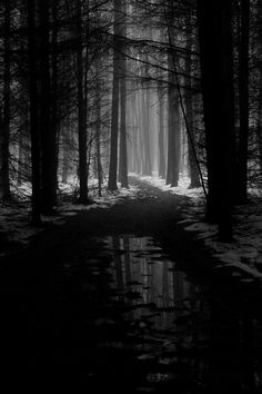 a dark forest filled with lots of trees next to a small stream in the middle of it