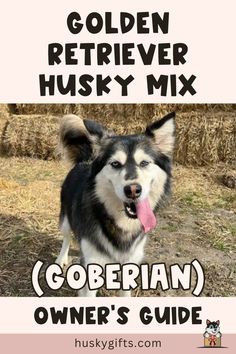 Golden Retriever Husky Mix (Goberian): Owner’s Guide Golden Retriever Husky Mix, Golden Retriever Husky, Popular Dog Breeds, Most Popular Dog Breeds