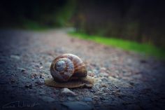 a snail is sitting on the ground in the middle of the road with words underneath it