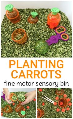 a collage of photos with plants and carrots in them, including scissors and other items