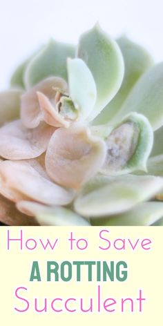 a succulent plant with the words how to save a rotting succulent