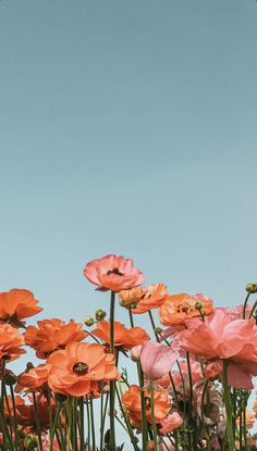 many pink and orange flowers are growing in the grass on a sunny day with a blue sky behind them